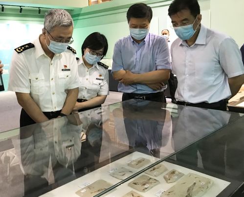 北京海關移交最大一批罰沒化石及古生物制品，含劍齒虎牙齒，引發影視劇行業深思